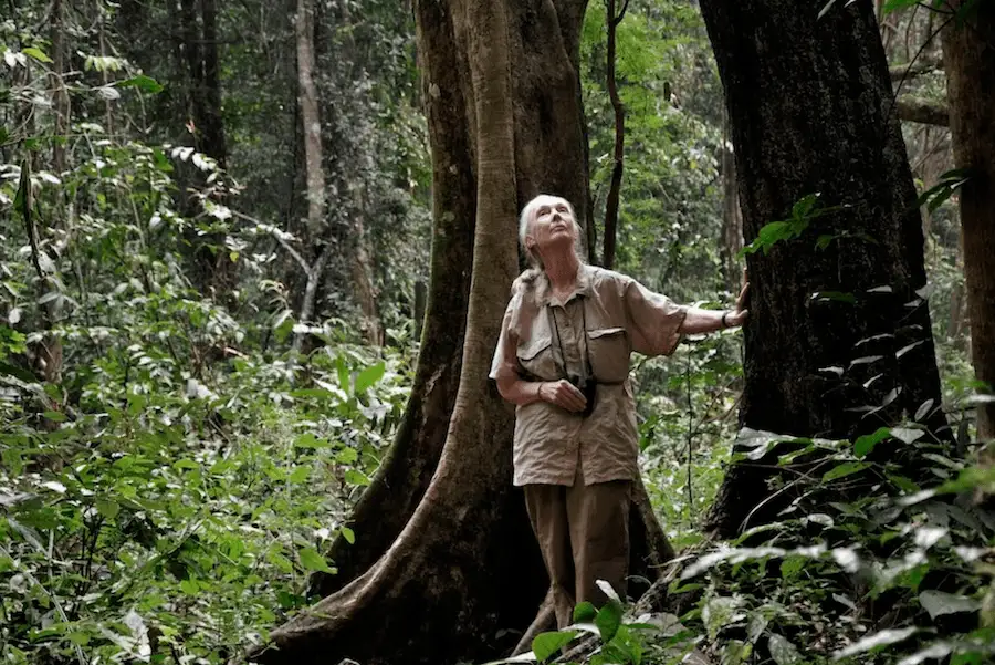 Jane 1 – Institut Jane Goodall : un engagement pour la conservation des chimpanzés – Land&Monkeys