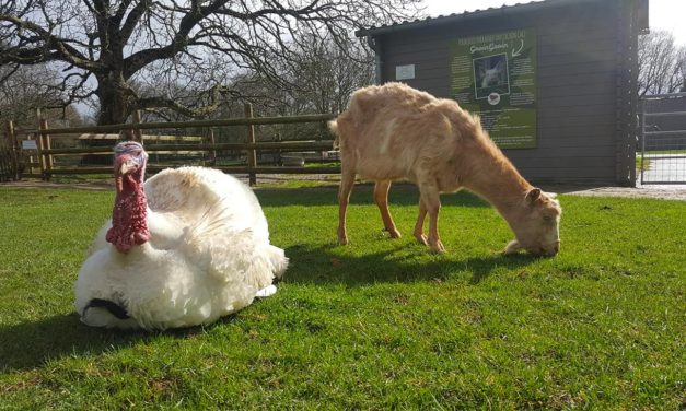 Le Refuge Groin-Groin : La retraite pour les animaux !