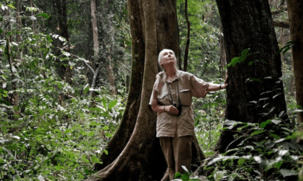 Institut Jane Goodall : Un engagement pour la conservation des chimpanzés