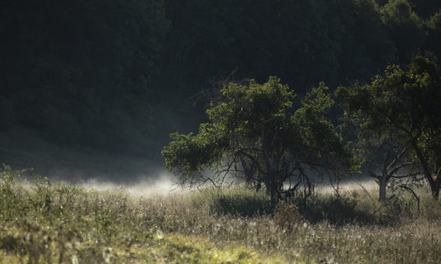 C’EST LA JOURNÉE MONDIALE DE L’ENVIRONNEMENT !